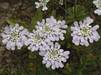 Iberis gibraltarica 8, Saxifraga-Willem van Kruijsbergen