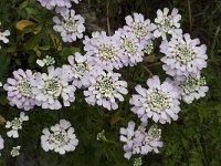 Iberis gibraltarica 9, Saxifraga-Jan van der Straaten