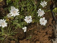 Iberis procumbens 14, Saxifraga-Jan van der Straaten