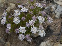 Iberis procumbens 15, Saxifraga-Willem van Kruijsbergen