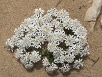 Iberis procumbens 16, Saxifraga-Willem van Kruijsbergen