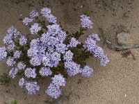 Iberis procumbens 17, Saxifraga-Willem van Kruijsbergen