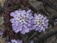 Iberis procumbens 20, Saxifraga-Willem van Kruijsbergen