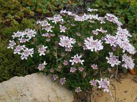 Iberis procumbens 27, Saxifraga-Ed Stikvoort