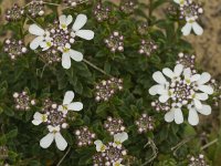 Iberis procumbens 8, Saxifraga-Jan van der Straaten