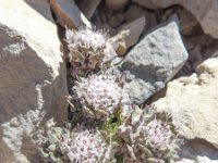 Iberis pruitii 3, Saxifraga-Harry Jans