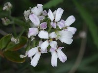 Iberis saxatilis 10, Saxifraga-Rutger Barendse