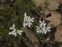 Iberis saxatilis 2, Saxifraga-Willem van Kruijsbergen