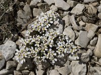 Iberis saxatilis 5, Saxifraga-Willem van Kruijsbergen