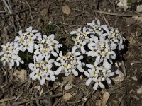 Iberis saxatilis 6, Saxifraga-Willem van Kruijsbergen