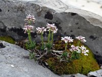 Iberis saxatilis 8, Saxifraga-Jeroen Willemsen