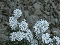 Iberis sempervirens 2, Saxifraga-Jan van der Straaten