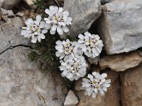 Iberis sempervirens 5, Saxifraga-Harry Jans