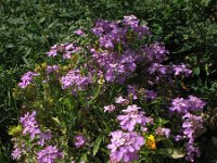 Iberis umbellata 2, Schermscheefbloem, Saxifraga-Rutger Barendse