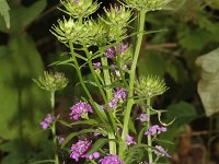 Iberis umbellata 4, Schermscheefbloem, Saxifraga-Rutger Barendse