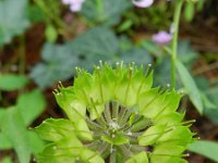 Iberis umbellata 5, Schermscheefbloem, Saxifraga-Rutger Barendse