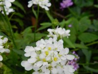 Iberis umbellata 6, Schermscheefbloem, Saxifraga-Rutger Barendse