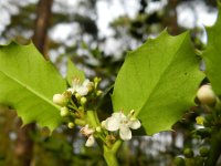 Ilex aquifolium 12, Hulst, Saxifraga-Rutger Barendse