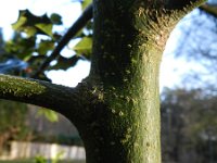 Ilex aquifolium 14, Hulst, Saxifraga-Rutger Barendse