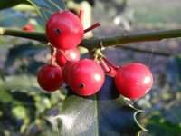 Ilex aquifolium 15, Hulst, Saxifraga-Rutger Barendse