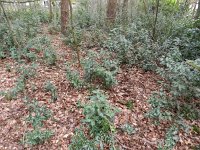 Ilex aquifolium 18, Hulst, Saxifraga-Rutger Barendse