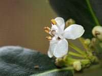 Ilex aquifolium 19, Hulst, Saxifraga-Hans Dekker