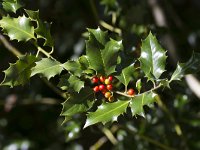 Ilex aquifolium 23, Hulst, Saxifraga-Jan Nijendijk