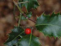 Ilex aquifolium 3, Hulst, Saxifraga-Jan van der Straaten