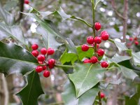 Ilex aquifolium 4, Hulst, Saxifraga-Peter Meininger