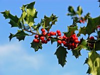 Ilex aquifolium 5, Hulst, Saxifraga-Hans Dekker