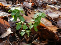 Ilex crenata 3, Japanse hulst, Saxifraga-Rutger Barendse