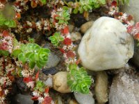 Illecebrum verticillatum 16, Grondster, Saxifraga-Rutger Barendse