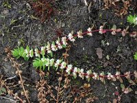 Illecebrum verticillatum 18, Grondster, Saxifraga-Hans Dekker