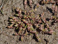 Illecebrum verticillatum 2, Grondster, Saxifraga-Willem van Kruijsbergen