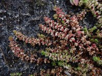 Illecebrum verticillatum 28, Grondster, Saxifraga-Ed Stikvoort