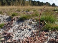 Illecebrum verticillatum 34, Grondster, Saxifraga-Ed Stikvoort