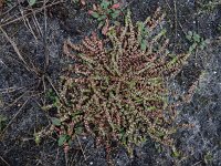 Illecebrum verticillatum 35, Grondster, Saxifraga-Ed Stikvoort