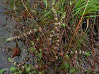 Illecebrum verticillatum 36, Grondster, Saxifraga-Ed Stikvoort