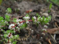 Illecebrum verticillatum 4, Grondster, Saxifraga-Rutger Barendse