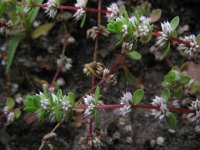 Illecebrum verticillatum 5, Grondster, Saxifraga-Rutger Barendse