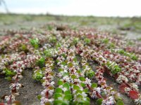 Illecebrum verticillatum 7, Grondster, Saxifraga-Mark Zekhuis