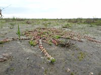 Illecebrum verticillatum 9, Grondster, Saxifraga-Mark Zekhuis