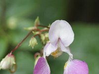 Impatiens balfourii 2, Tweekleurig springzaad, Saxifraga-Rutger Barendse