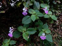 Impatiens balfourii 6, Tweekleurig springzaad, Saxifraga-Ed Stikvoort