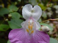 Impatiens balfourii 7, Tweekleurig springzaad, Saxifraga-Ed Stikvoort