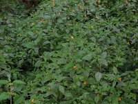 Impatiens capensis 10, Oranje springzaad, Saxifraga-Ed Stikvoort