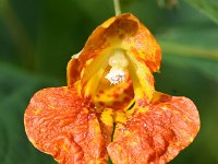 Impatiens capensis 5, Oranje springzaad, Saxifraga-Sonja Bouwman