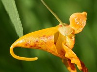 Impatiens capensis 6, Oranje springzaad, Saxifraga-Sonja Bouwman