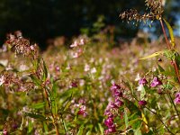 Impatiens glandulifera 10, Reuzenbalsemien, Saxifraga-Rudmer Zwerver