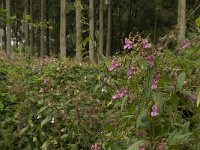 Impatiens glandulifera 12, Reuzenbalsemien, Saxifraga-Willem van Kruijsbergen